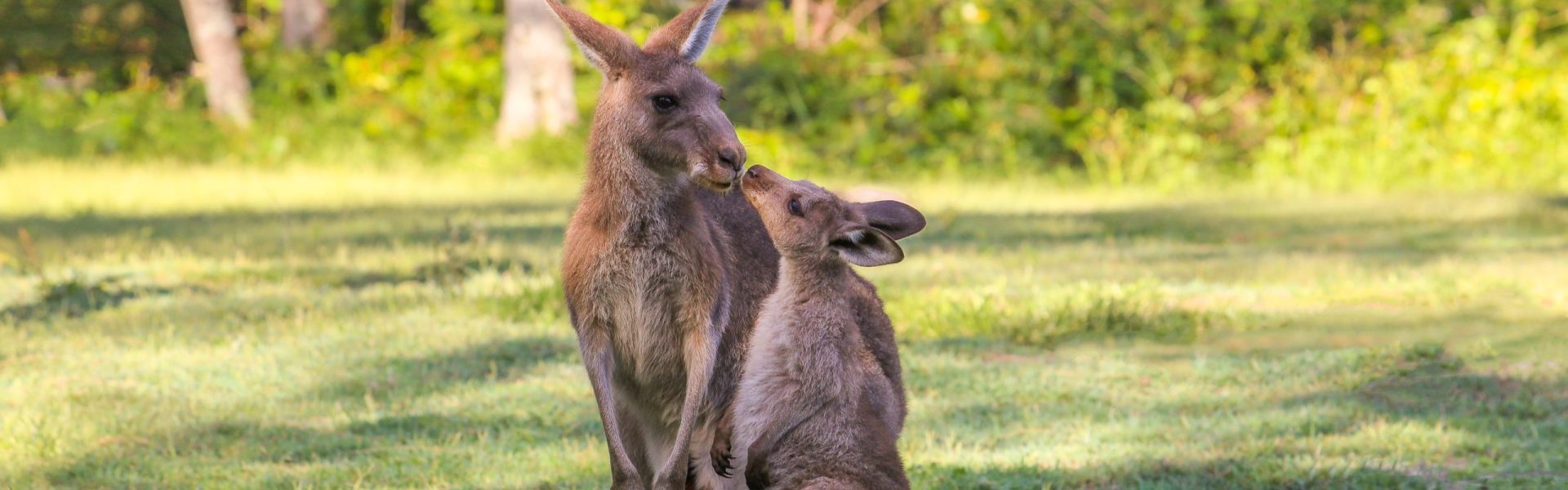 Culling dingoes start of 'domino effect' that may be changing the