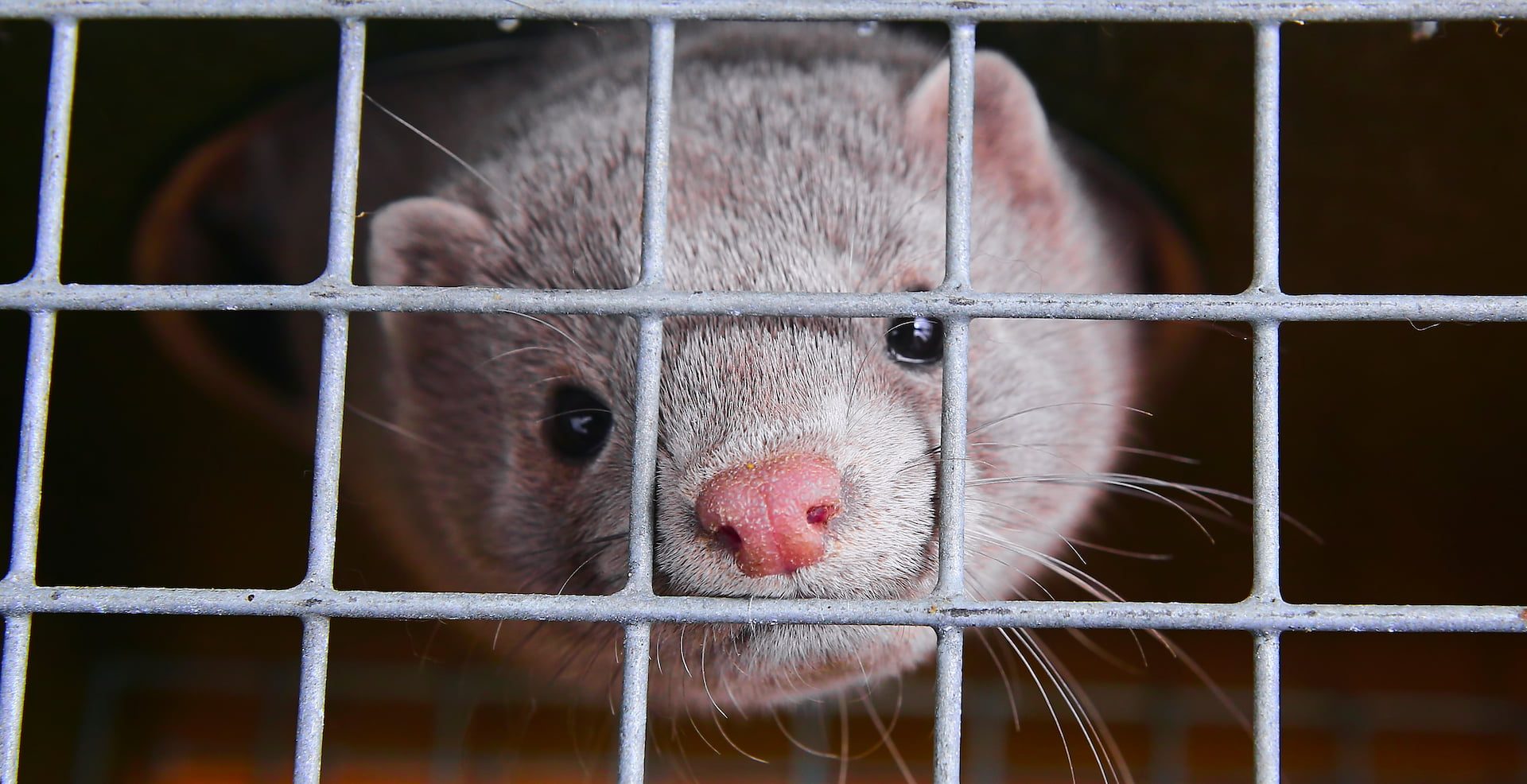 A white and grey mink with a pink nose looks through the bars of a wire cage.