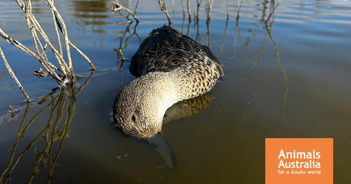 Victorian duck shooting season is over for another year – hopefully