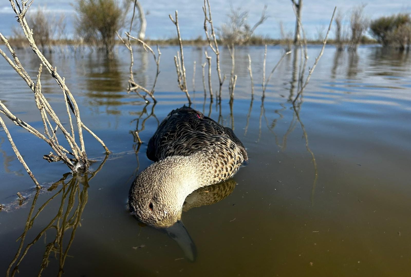 A duck lays dead on a lake, the blue sky is visible on the horizon. Their beak is submerged.