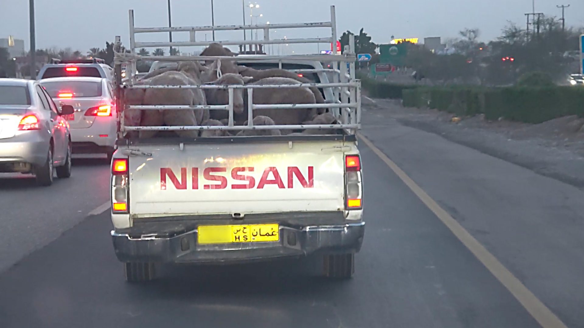 Around six Australian sheep in a Nissan ute traveling on a highway in Oman.