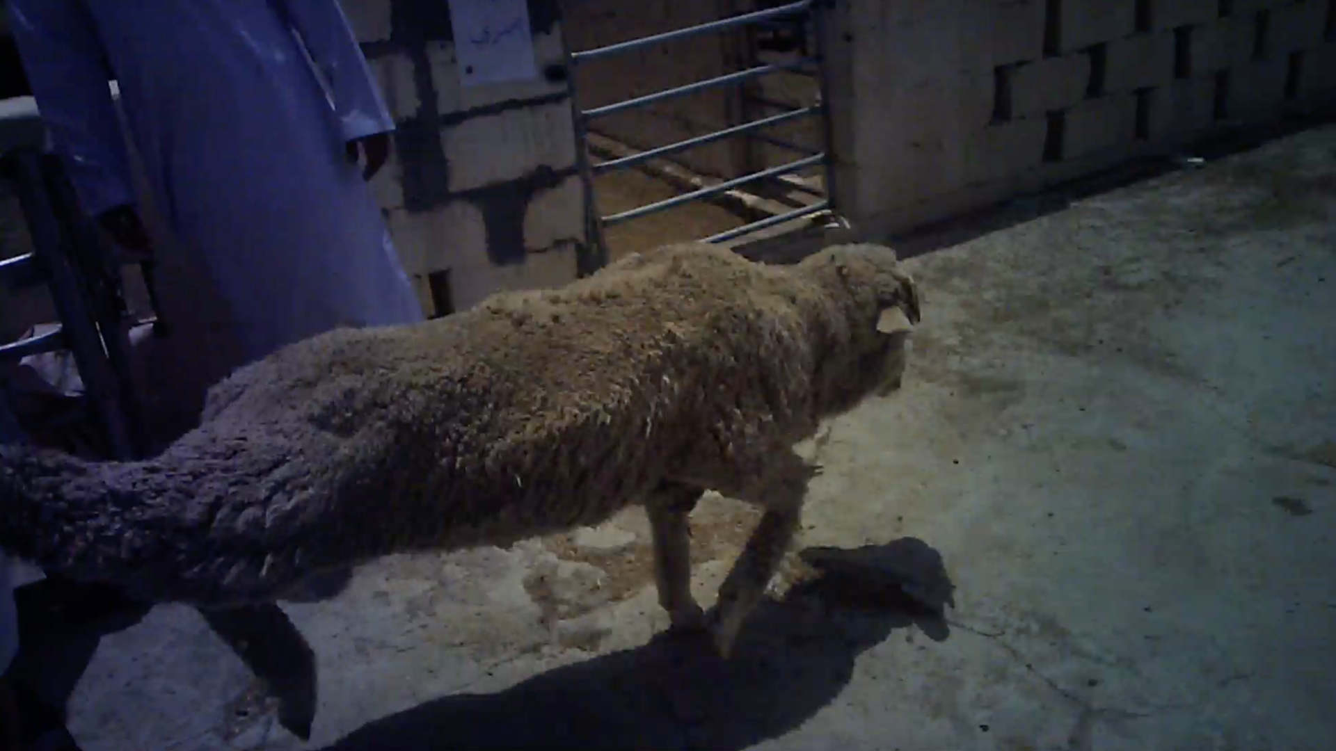 A sheep being dragged by her back leg through a pen in Oman.