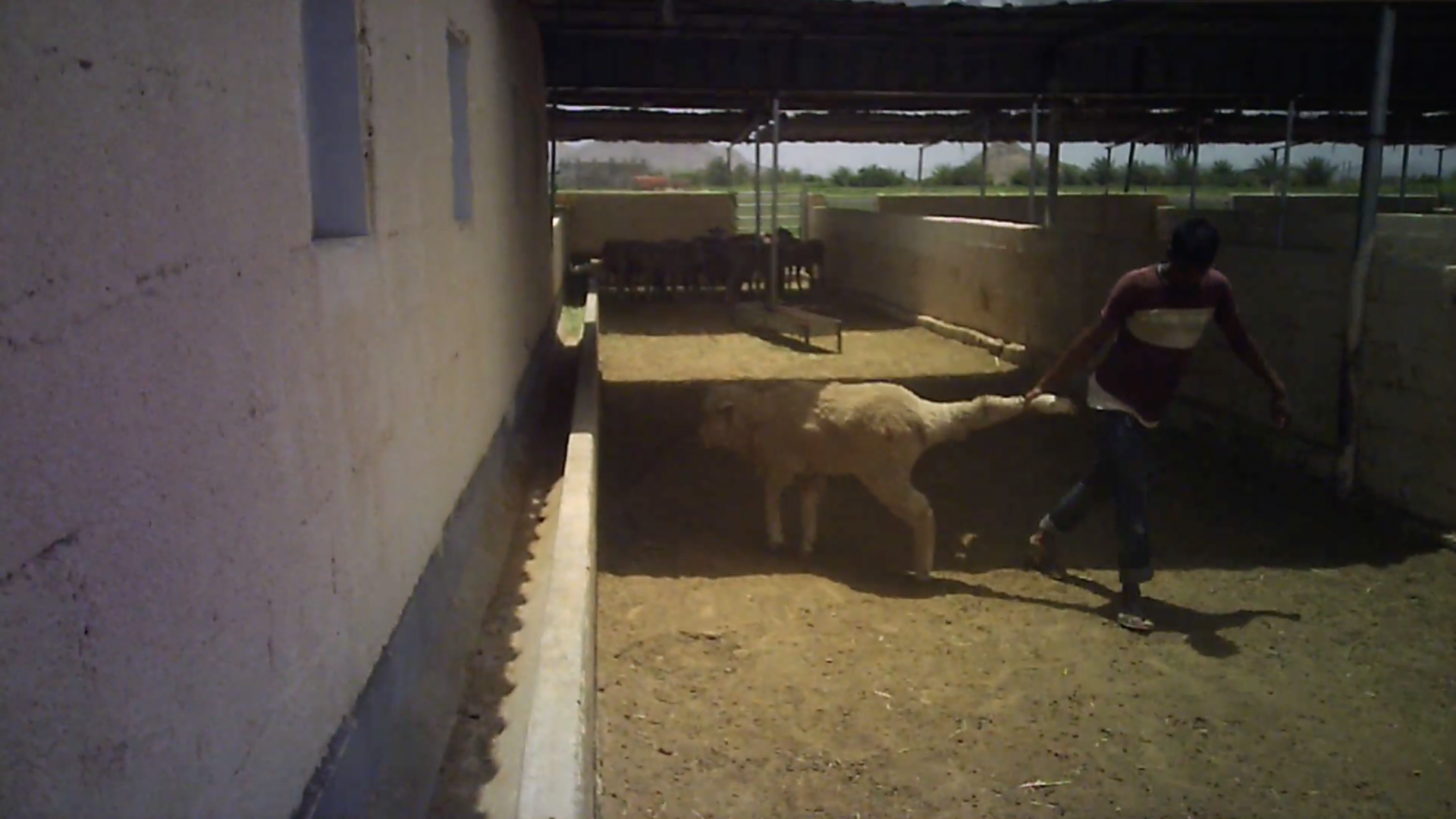 A sheep being dragged by her back leg through a pen near a slaughterhouse in Oman.