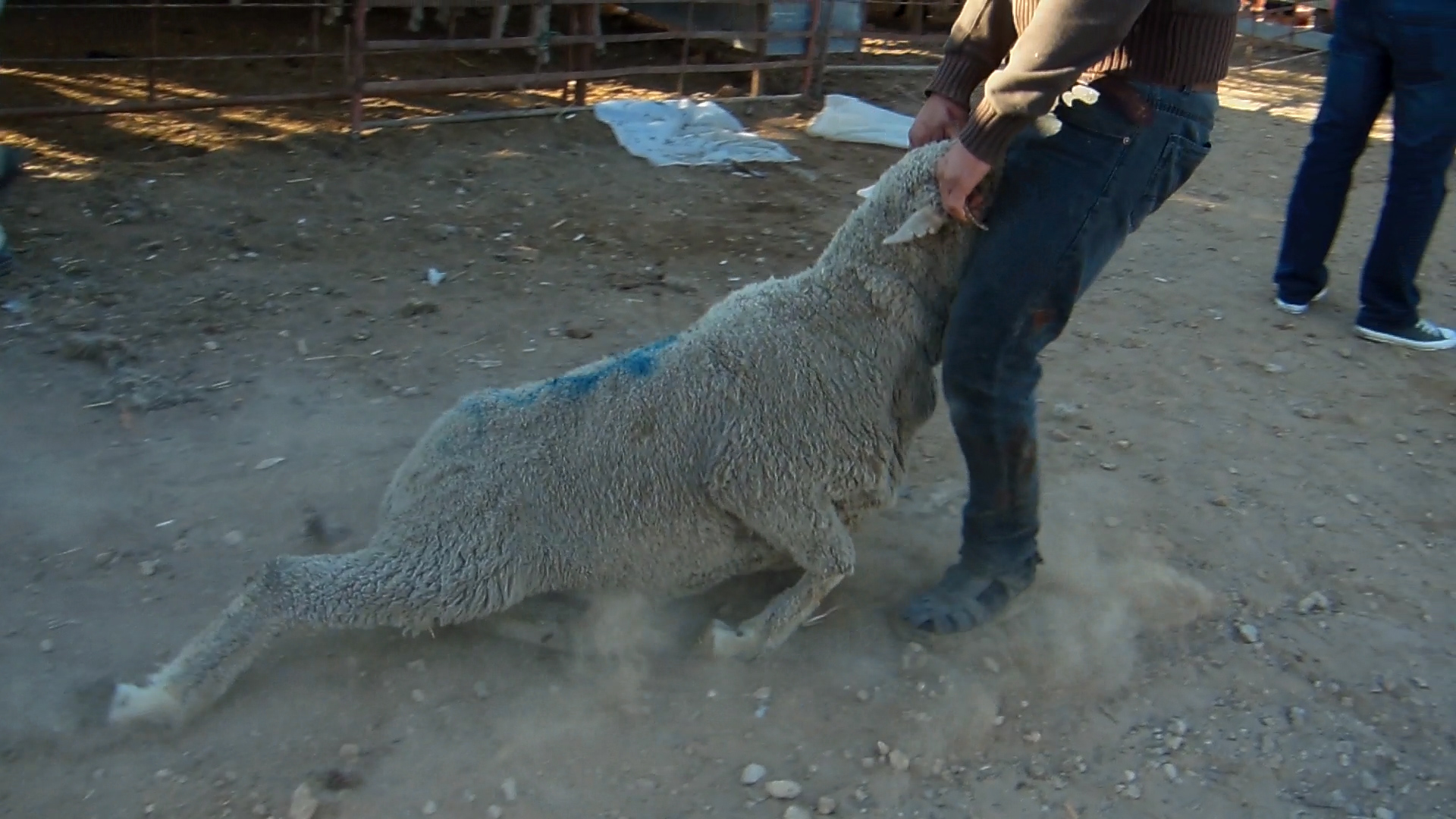 A sheep being dragged through the dirt by her ears.