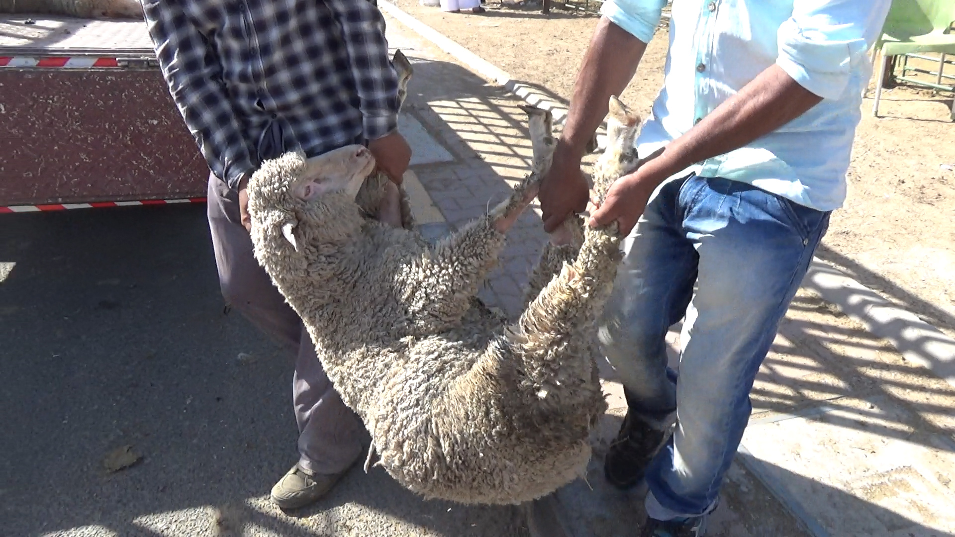 A sheep being carried by two men by his head and feet, about to be thrown onto the back of a truck.