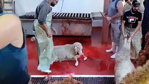 A sheep lying on a bloodied slaughterhouse floor after having her throat cut, she is still alive. Two slaughtermen stand over her.