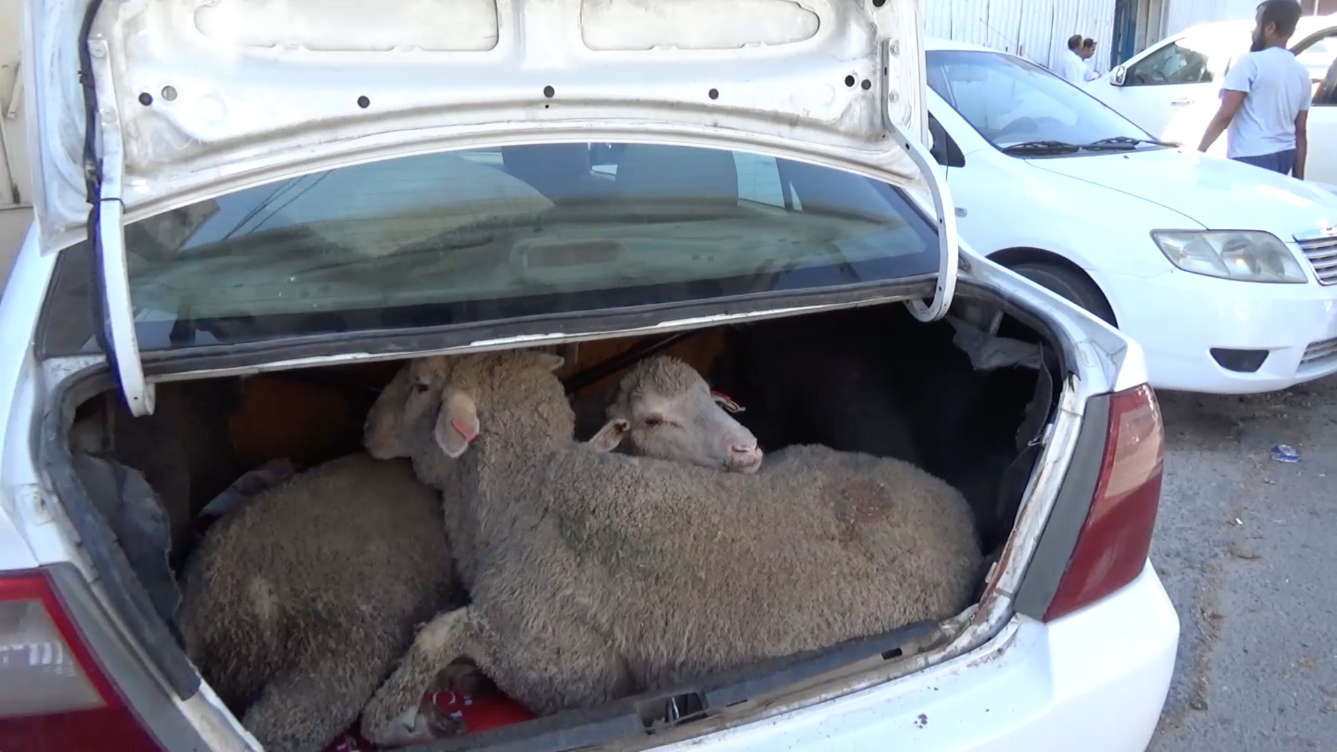 Two sheep lying inside a car boot, with their heads resting on each other's backs.