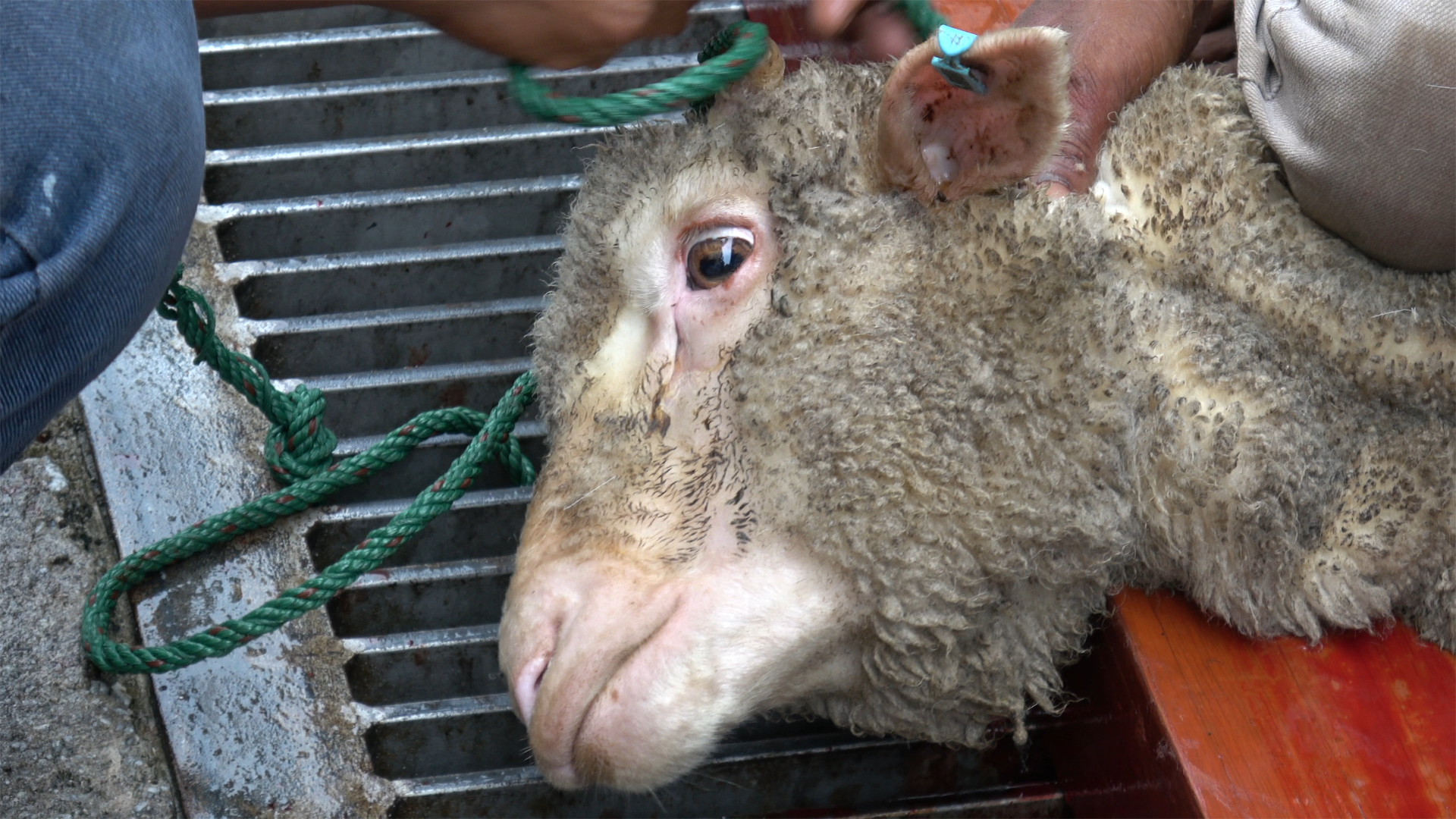 Close up of a sheep face as her head lies over a drain in the street where her throat will be cut.