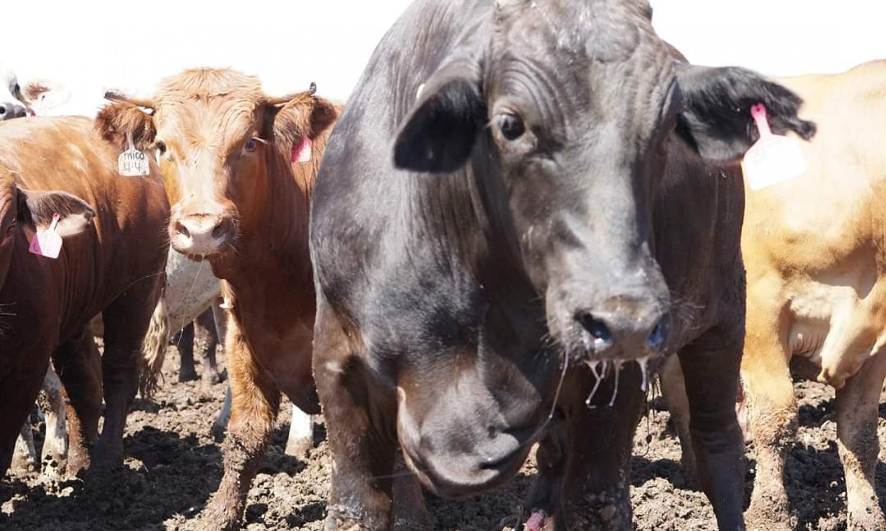 Cows standing in mud at LemonTree Feedlot, QLD