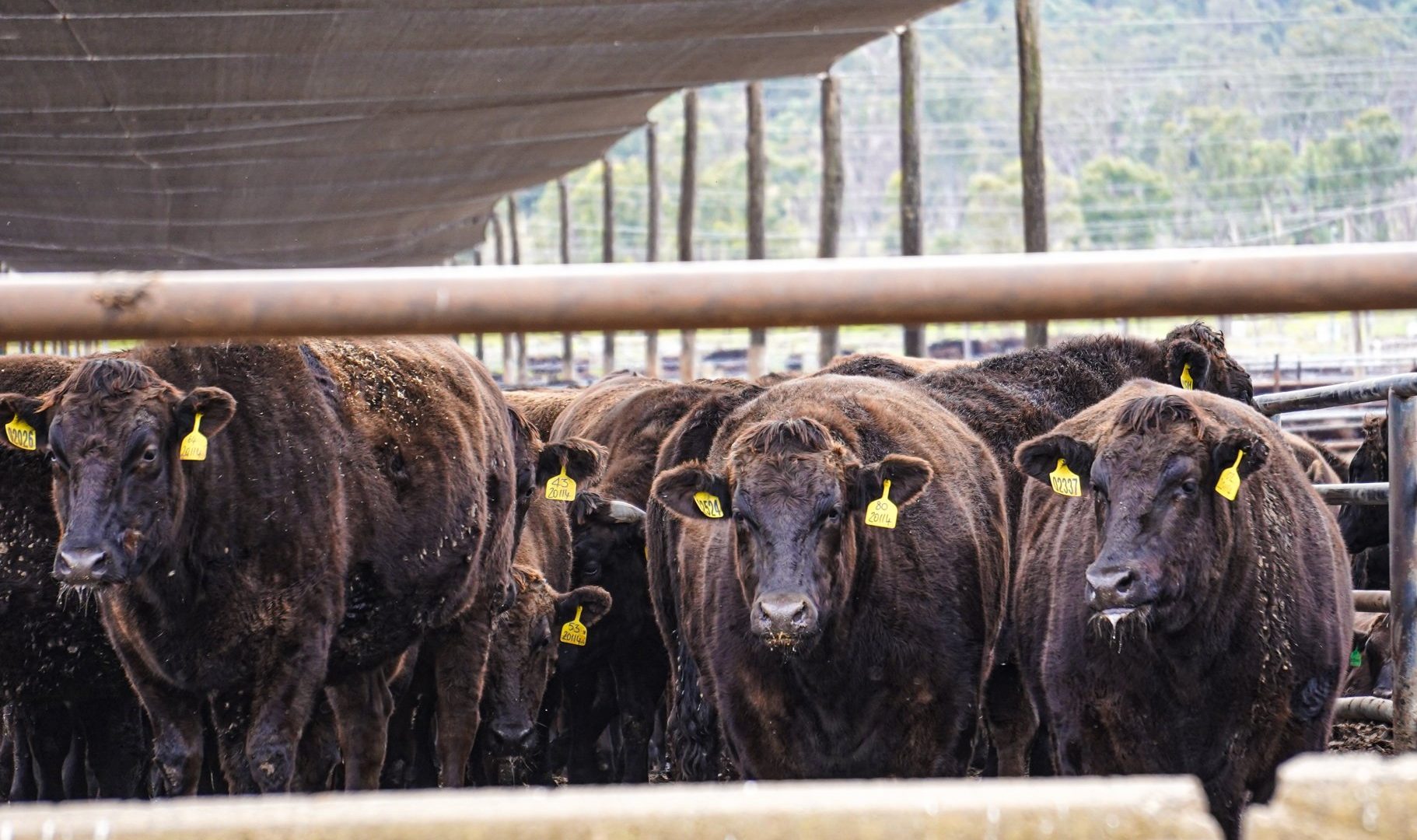 Cows closely confined together at Maydan Feedlot, QLD