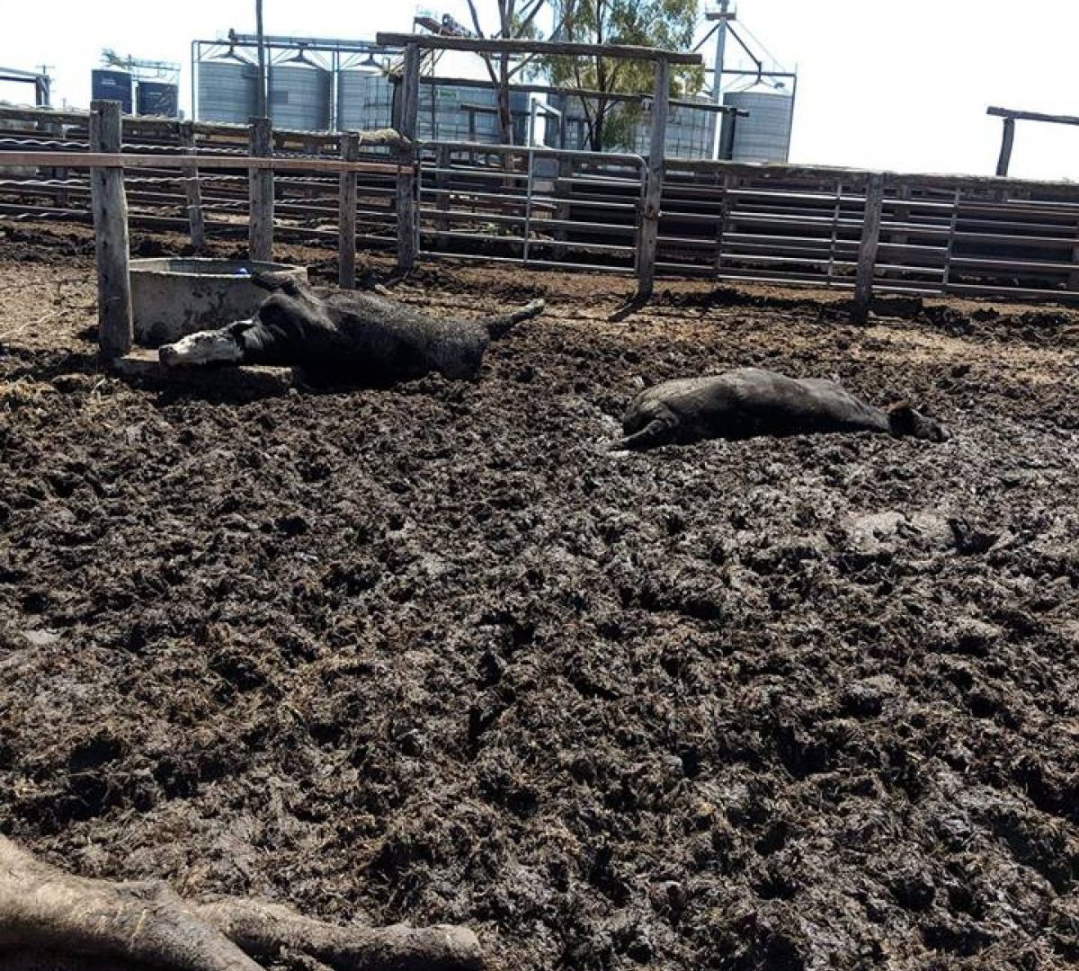 Deceased animals left to decompose in mud and waste at LemonTree Feedlot in QLD