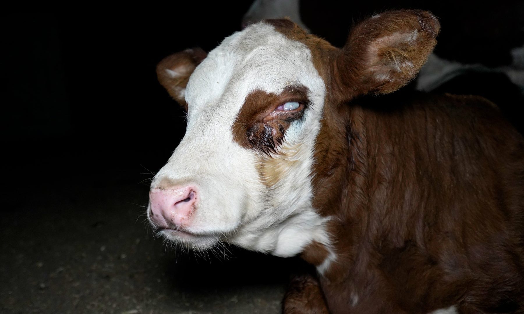 Cow blinded due to illness at Wally's Feedlot, NSW