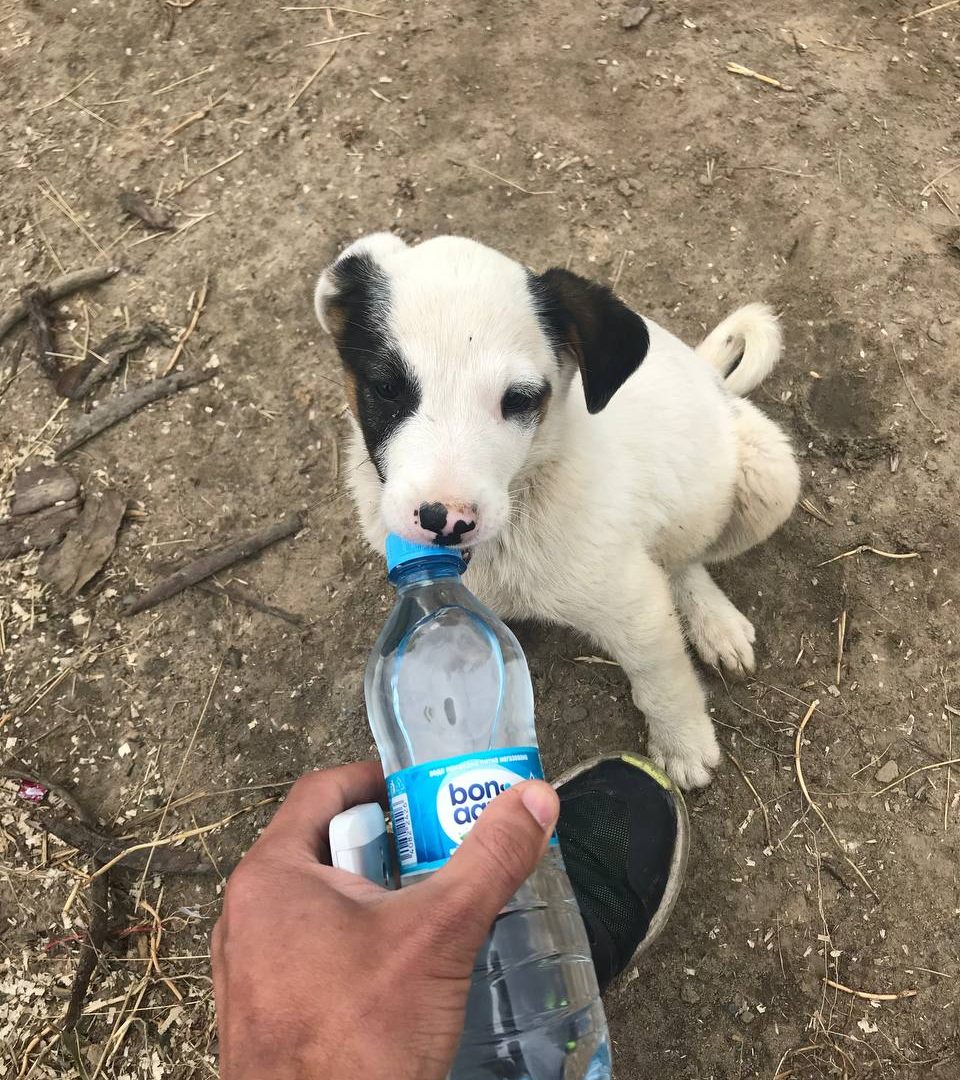 Puppy rescued from Ukraine flood by Pegasus shelter, drinking from a water bottle