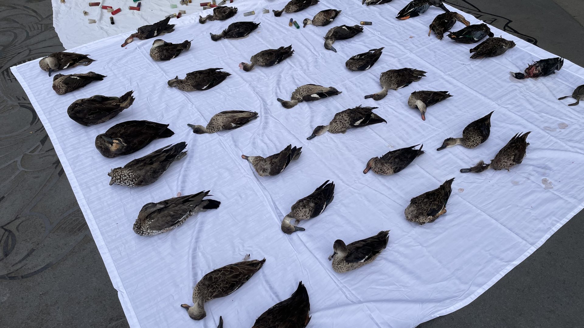 More than 30 killed ducks laid on a sheet during CADS display outside of the Victorian Premier's office.