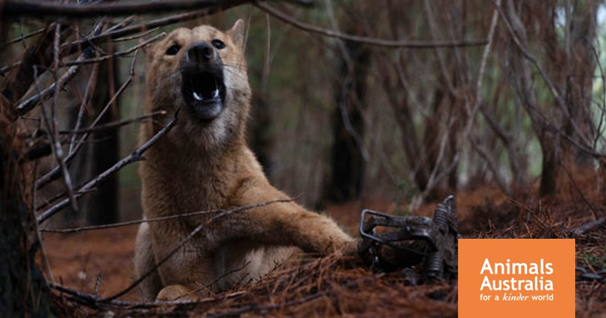 Take action for dingoes | Animals Australia