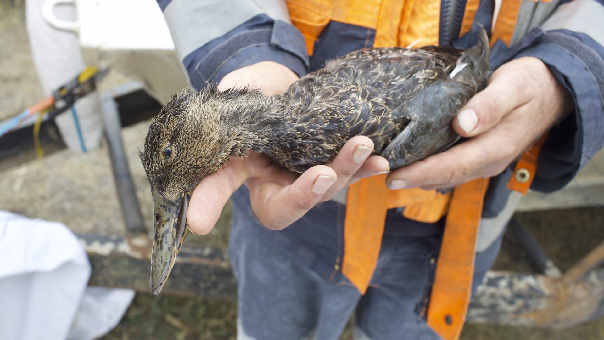 An Australasian shoveler in the hands of a CADS rescuer.