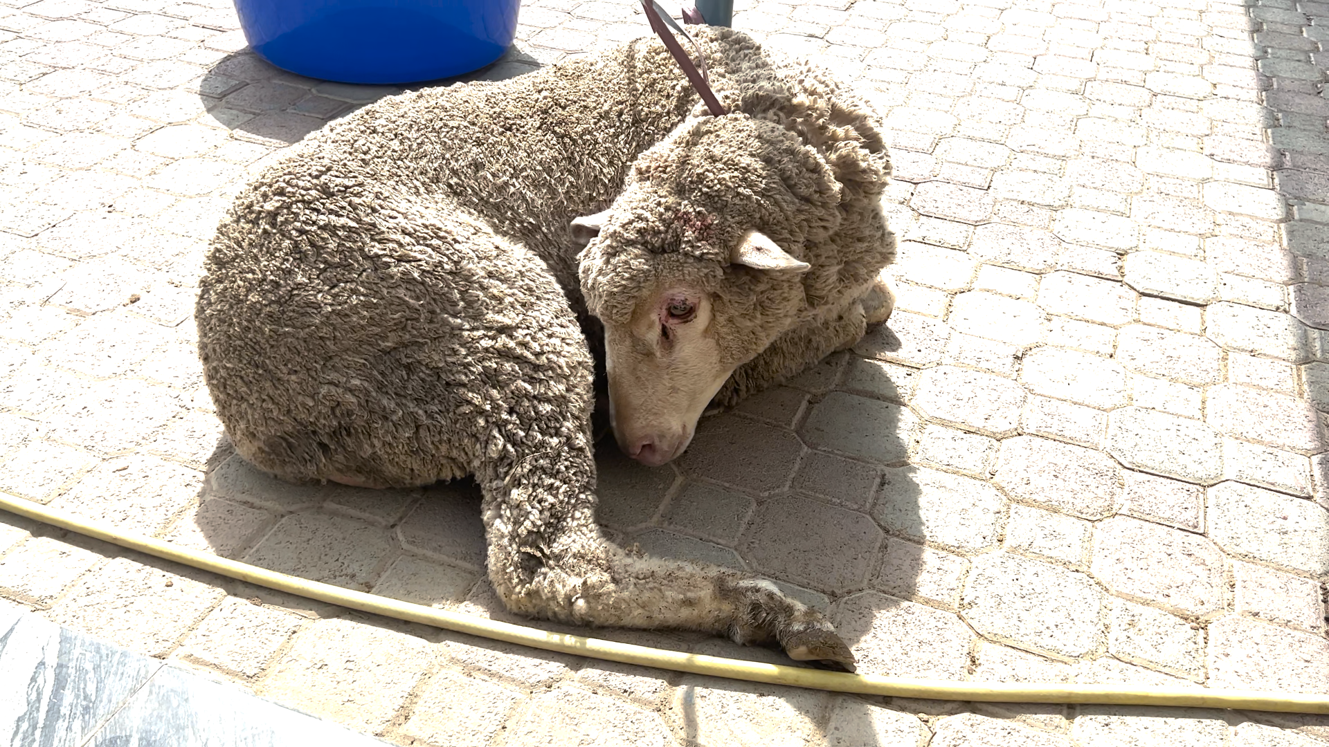 A trussed sheep lying on the pavement with her head under her leg.