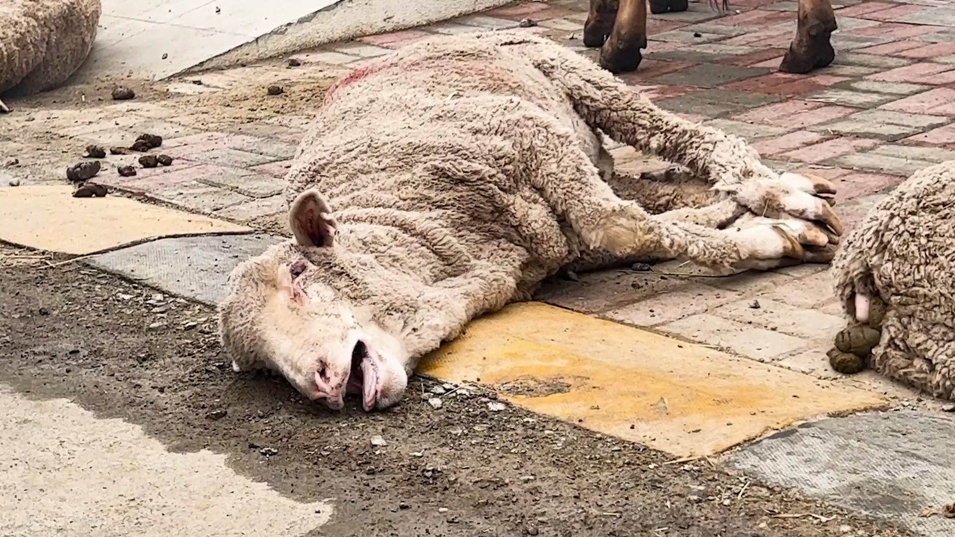 A sheep lying in the street panting, looking distressed. His legs are tied.