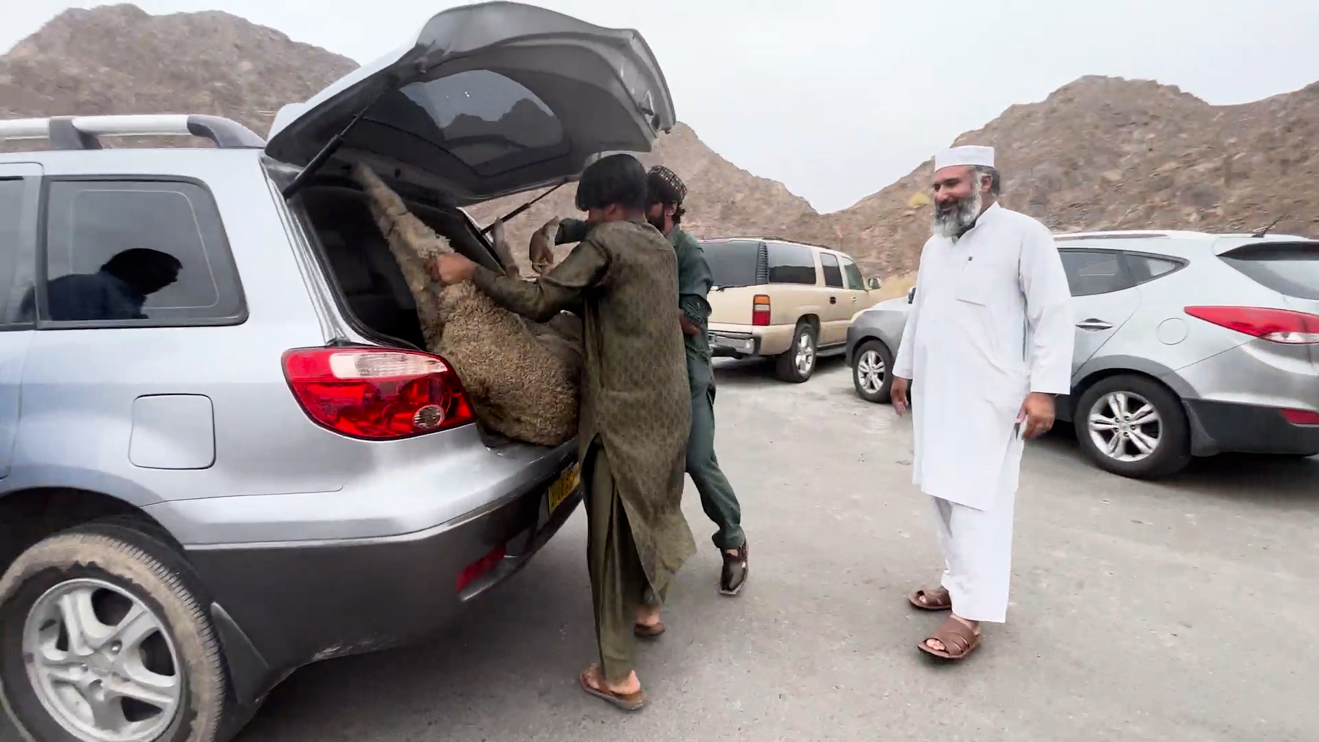 A sheep with his legs tied being put into the boot of a car by two men. Another man stands watching with a smile on his face.