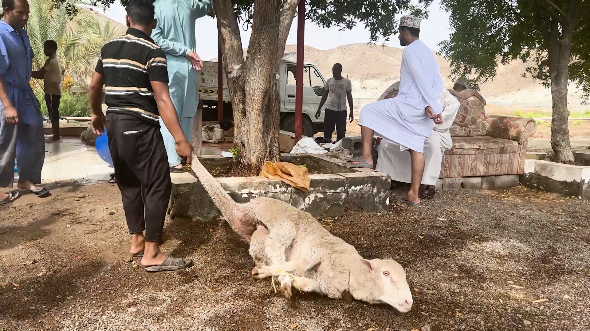 A sheep with his legs tied together being dragged across dirt and gravel in a market, where five men are standing around.