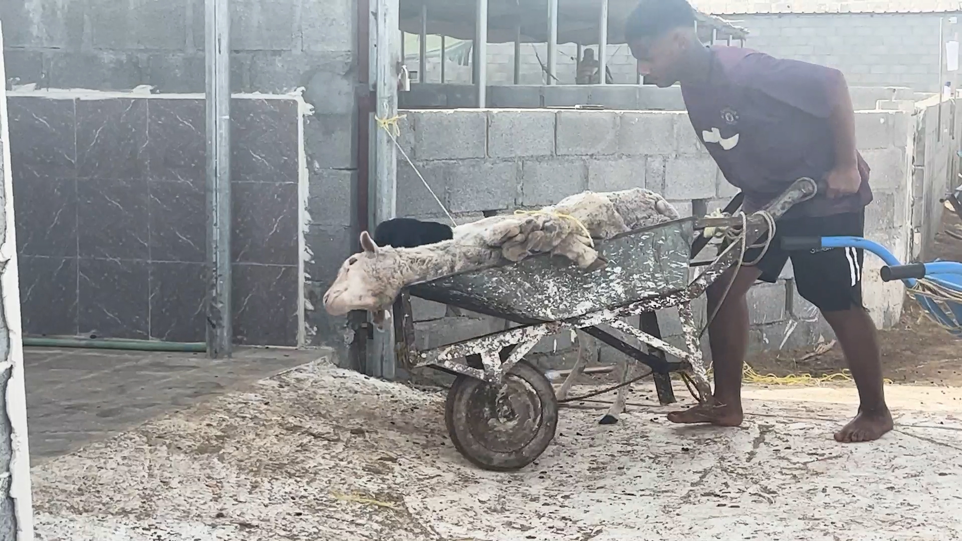 A sheep in a wheelbarrow being wheeled into a slaughterhouse. His head is hanging over the front and his legs are tied together.