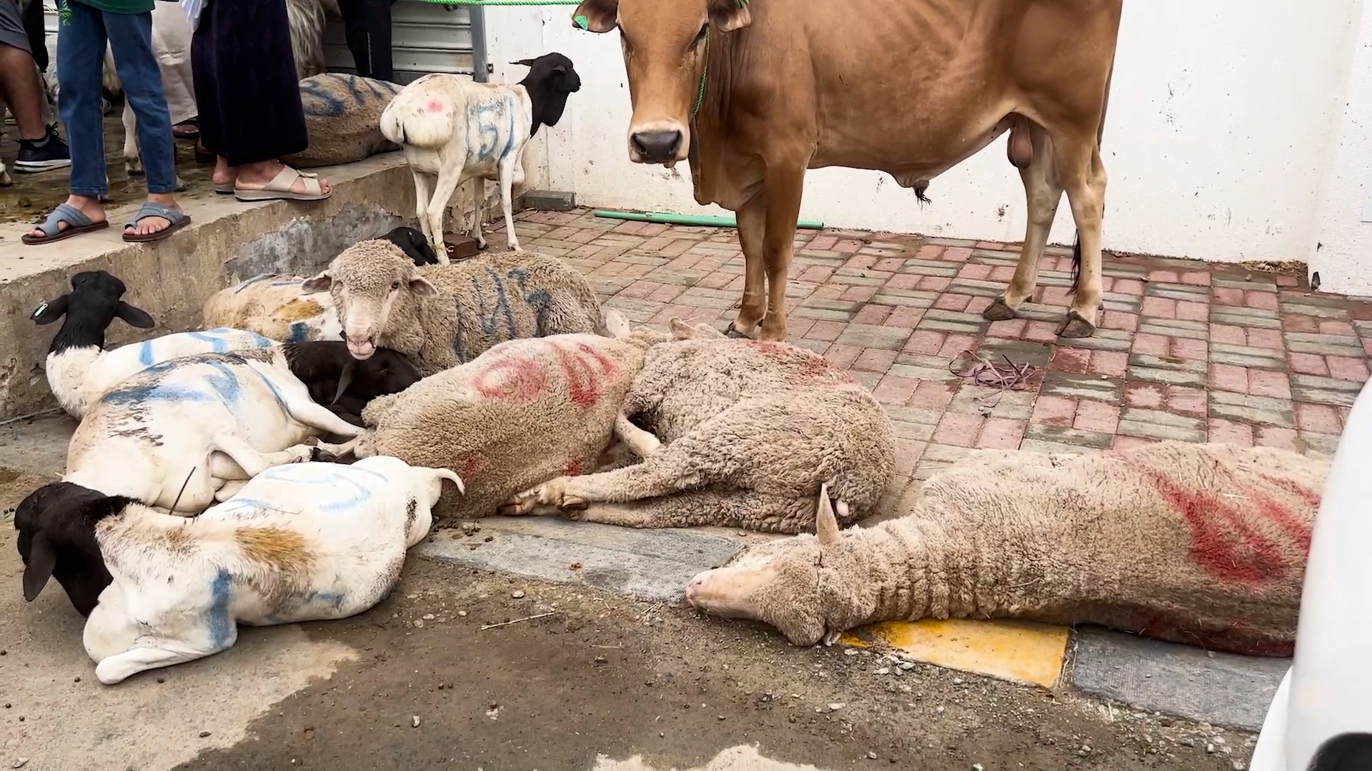 A sad looking sheep lying amongst other trussed sheep on the street in Oman, waiting to be taken into the slaughterhouse.