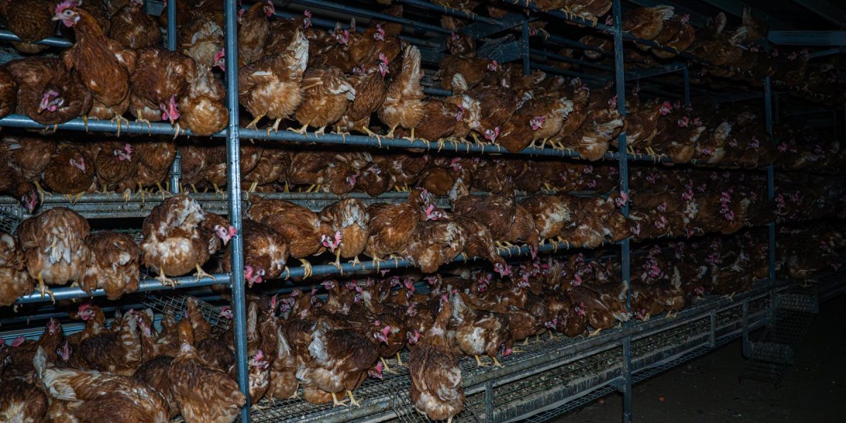 Hundreds of hens in a dark shed, huddled on rows of perches in a free range farm.