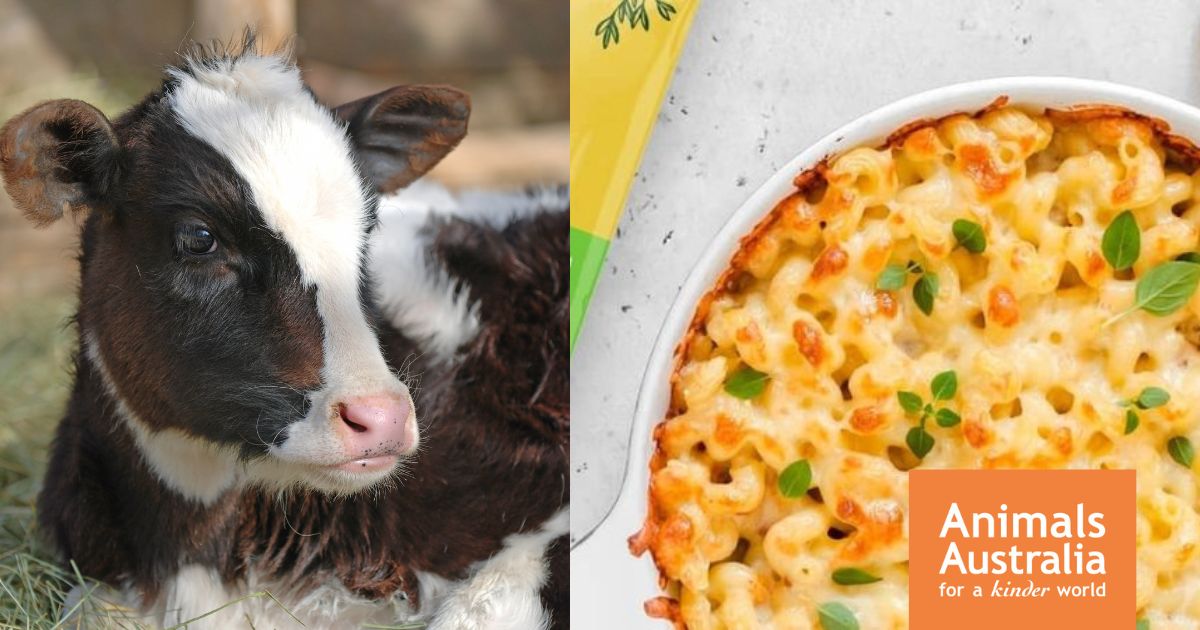 8 tasty dairy-free cheese brands in Australia