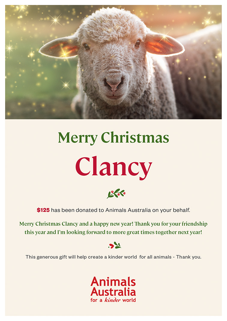 An image showing how your Christmas gift certificate will generate with sheep and Christmas stars in the banner.