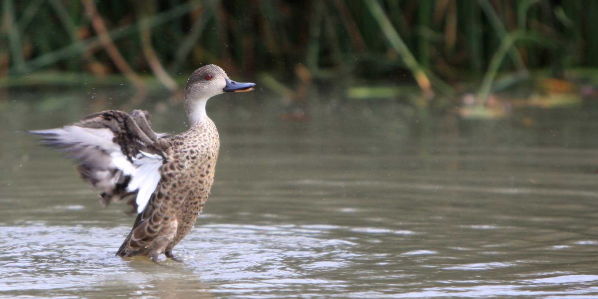 A duck just about to land on the water with her wings extended, green reeds are in the background.
