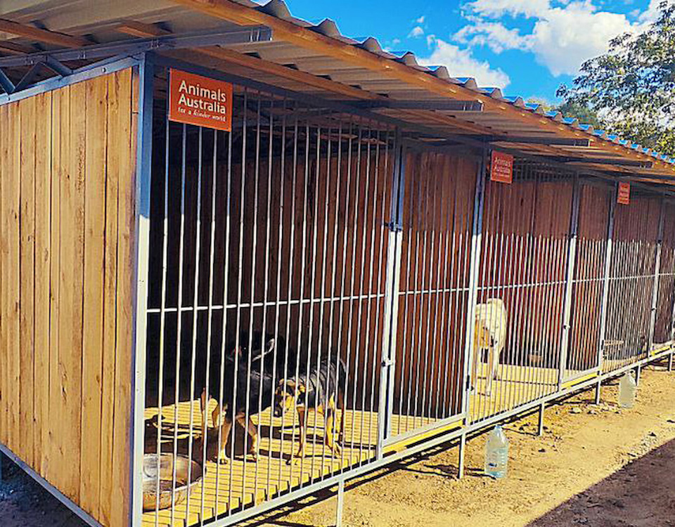 Rescued dogs in enclosures at Sirius shelter with the Animals Australia logo on the shelter door, Ukraine