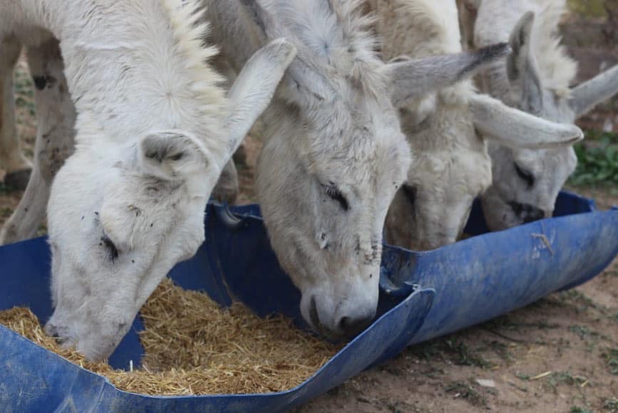 Several white donkeys in a row eating in Gaza.