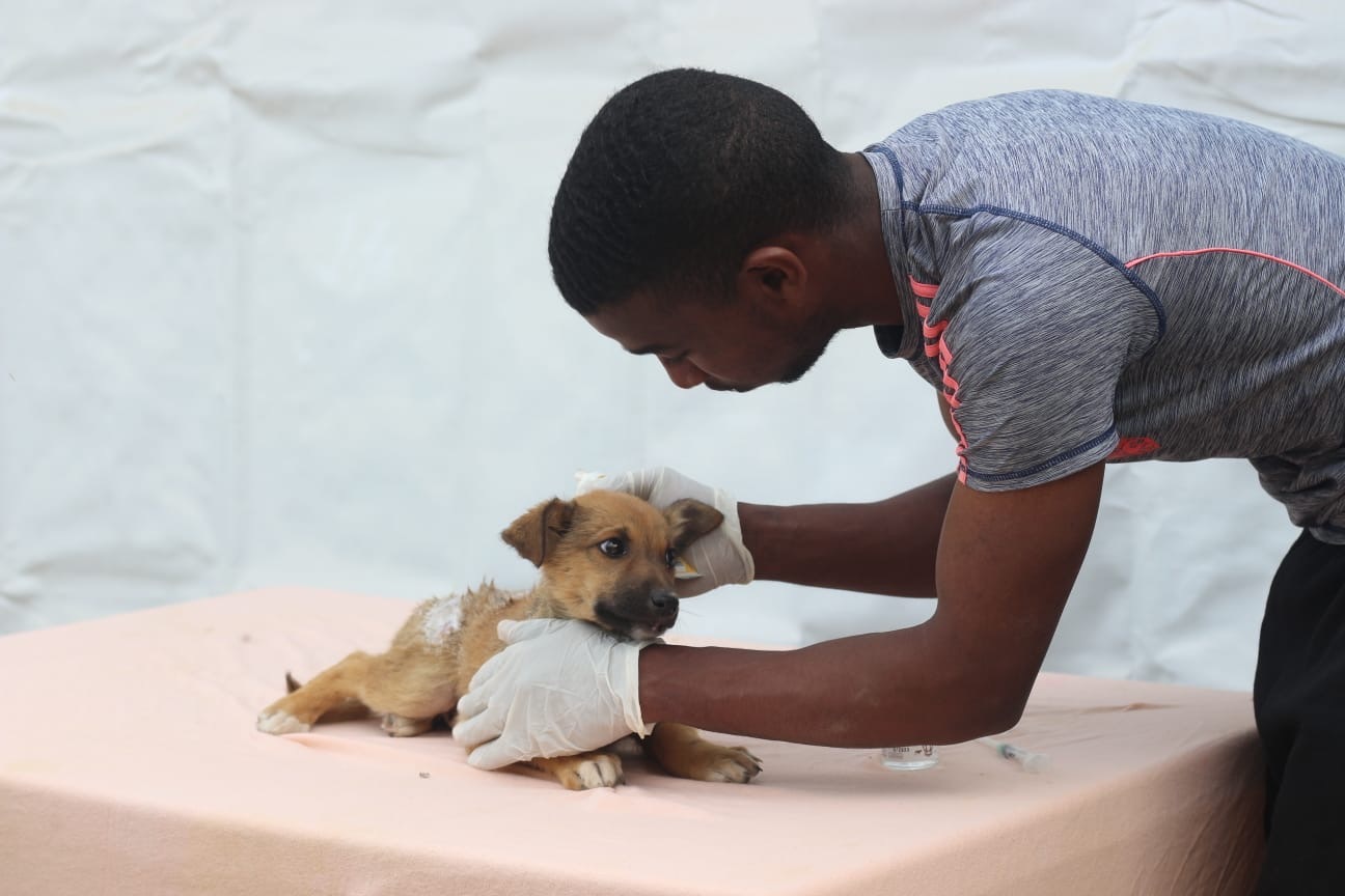 A small dog received medical attention from a Sulala vet.