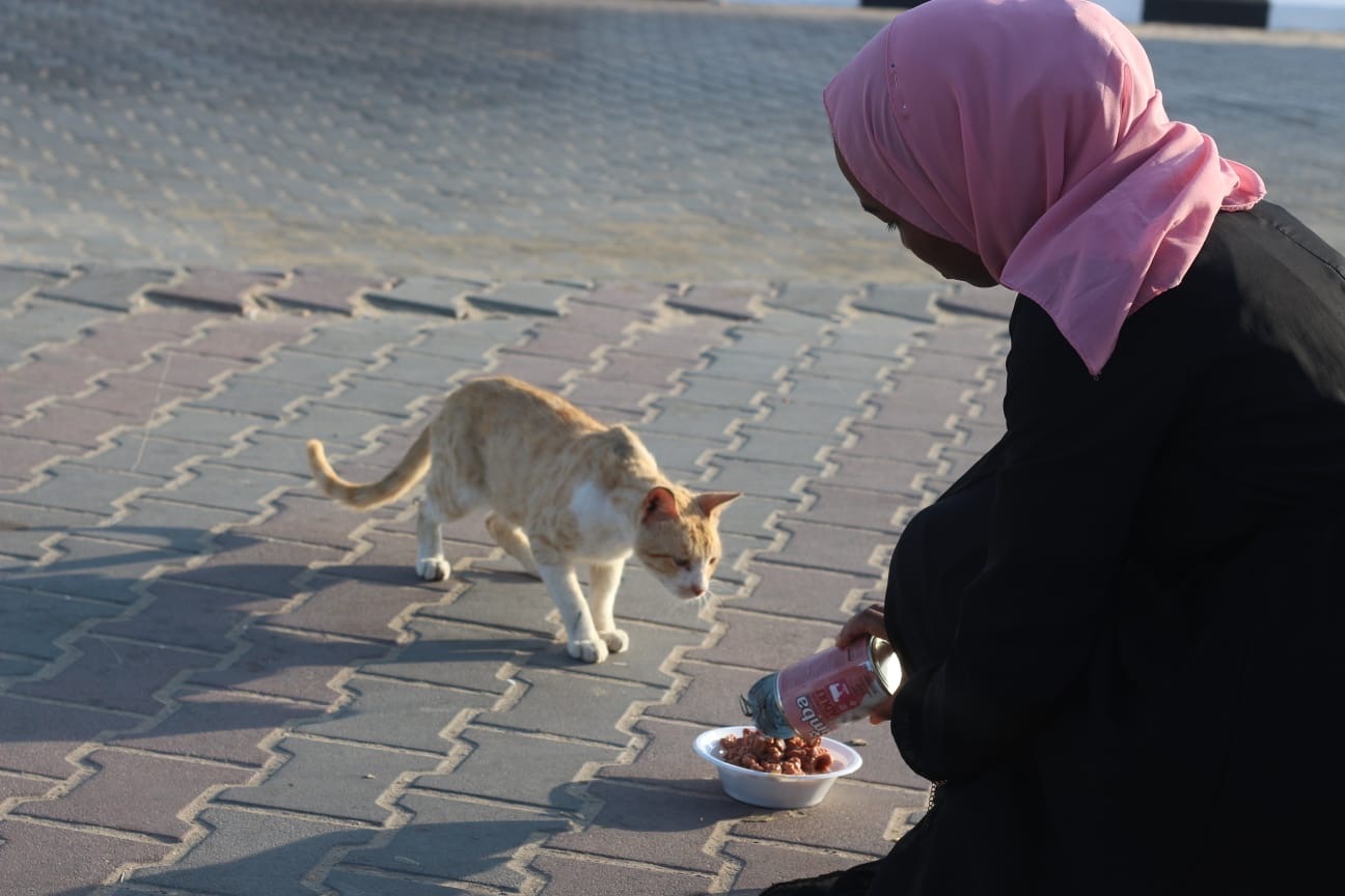 A Sulala team member kneels down and pours cat food into a bowl, feeding a cat on the streets of Gaza.