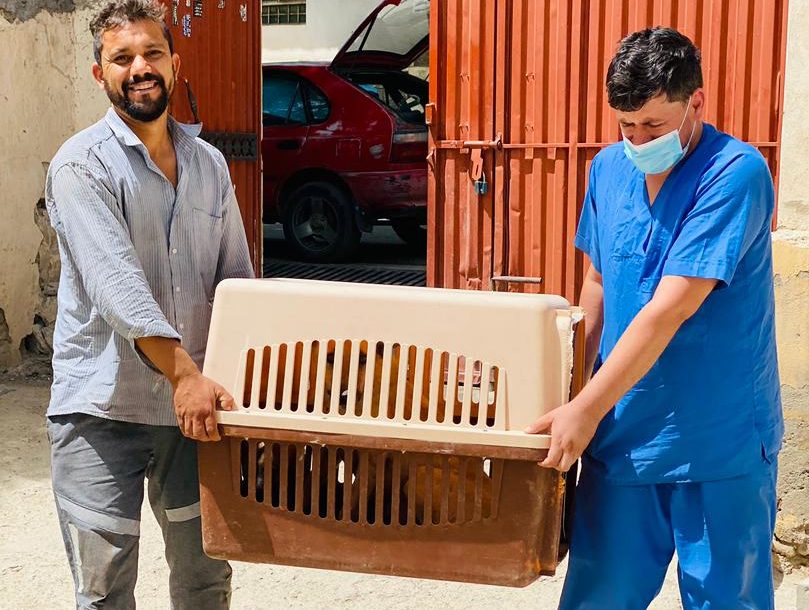 Two men, one wearing veterinary scrubs, carry a large crate with a rescued dog.