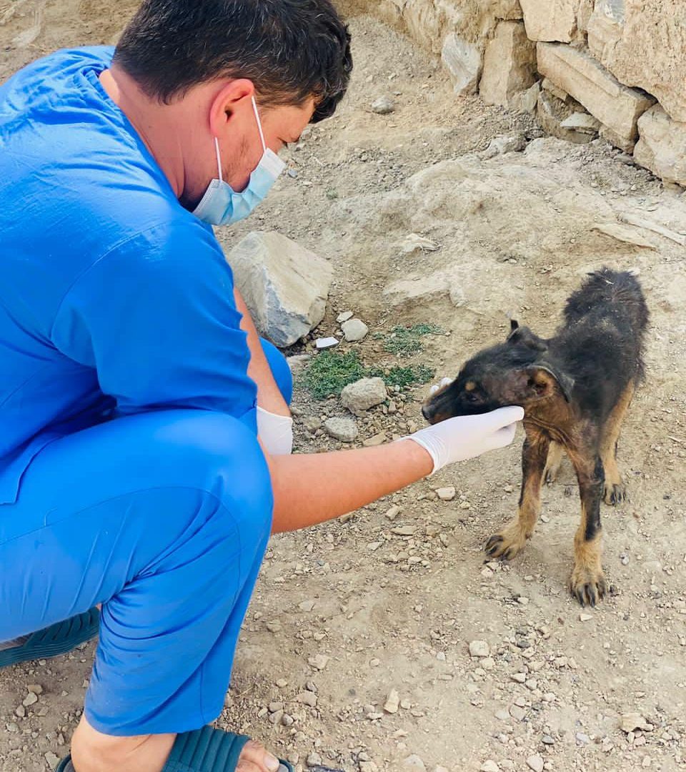 A vet from Kabul Small Animal Rescue tends to an unwell dog on the streets of Afghanistan.