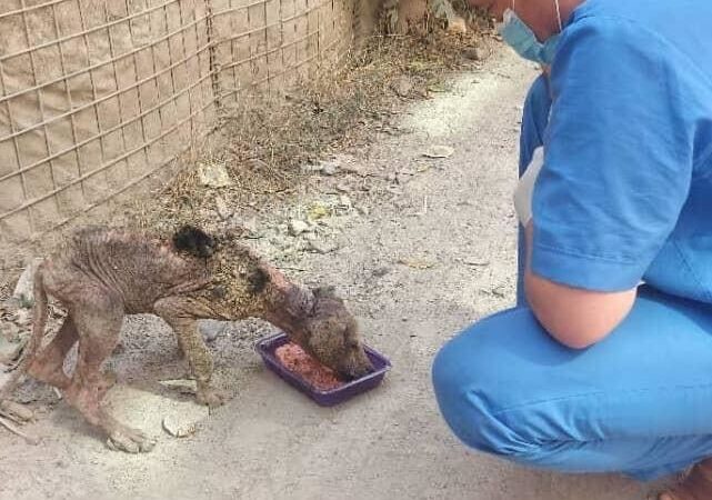 A vet from KSAR kneels down feeding a very unwell dog on the streets of Afghanistan.