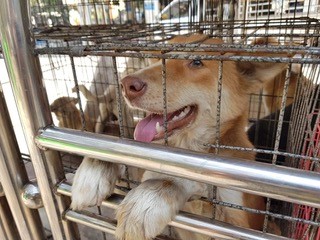 A white and caramel-coloured dog peers through their travel cage in Myanmar, their paws sticking through the gaps in the bars.