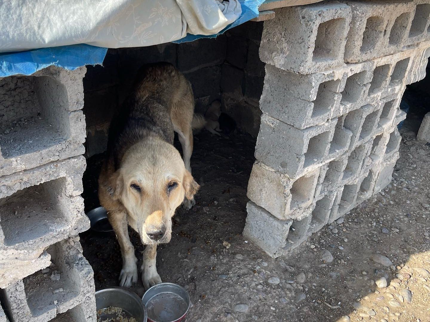 A dog in a makeshift shelter built out of concrete blocks and a tarp, looks outside the doorway.