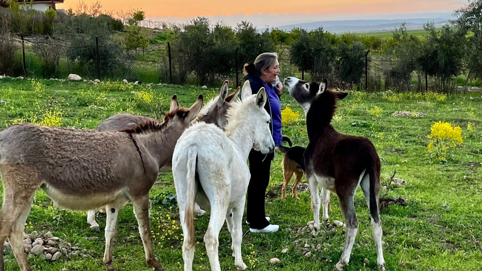 A WarPaws team member surrounded by donkeys who are different colours in a green field.