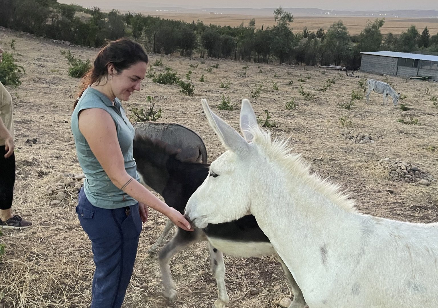 A white donkey gently sniffs the hand of a woman in a field.