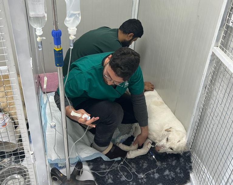 WarPaw vets tend to a dog laying on the clinic floor with medical equipment.