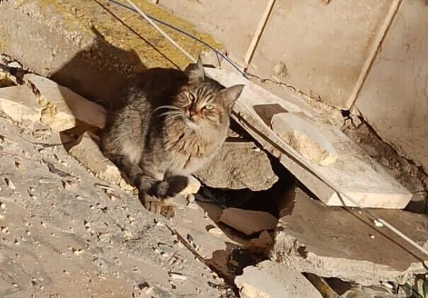 A cat sits on rubble in Syria.