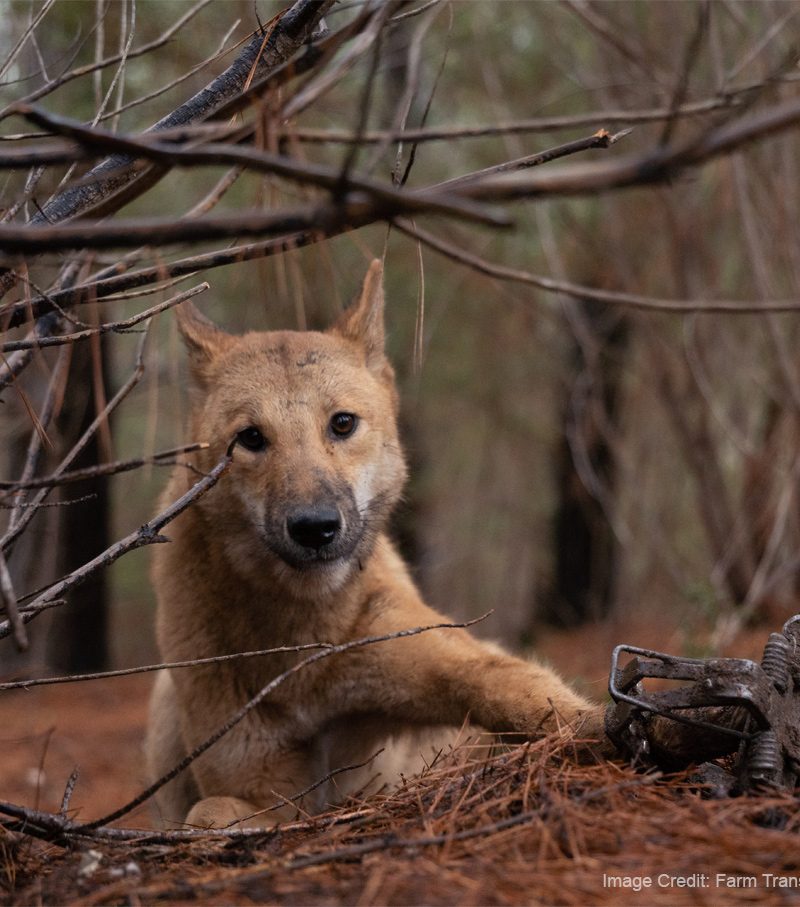 A dingo trapped by a jaw trap, looks with sad eyes at the camera.
