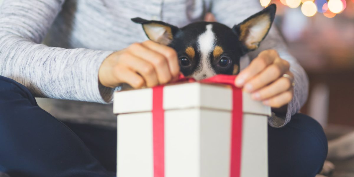 A small senior dog peers over a gift with a red ribbon that is being opened by a person.