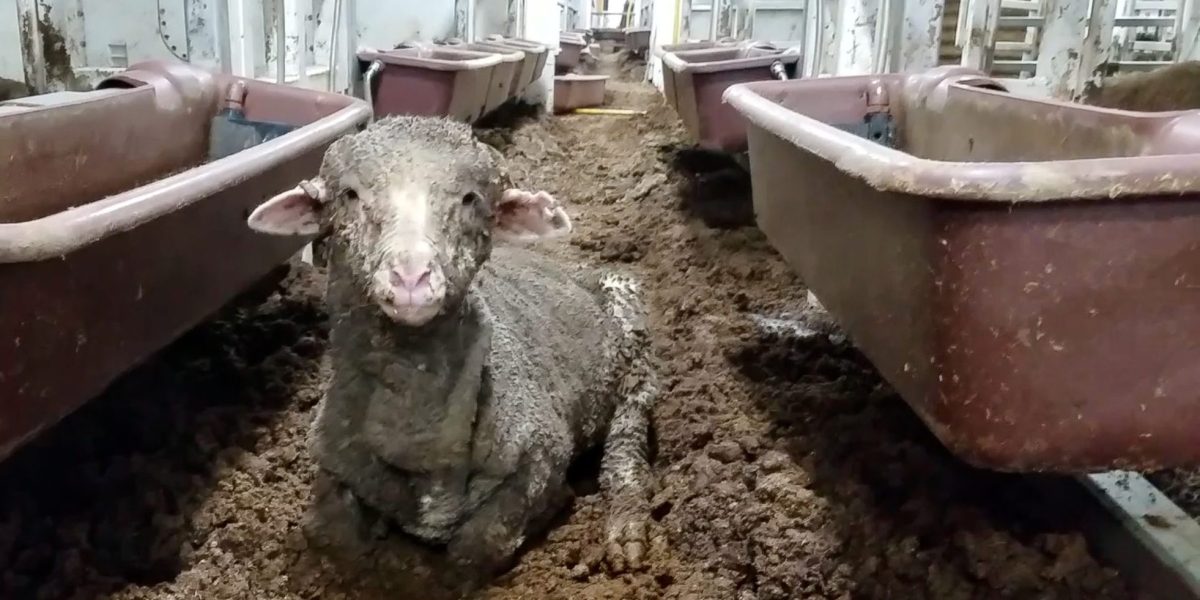 A sheep covered in mud lying on the filthy floor of a live export ship.