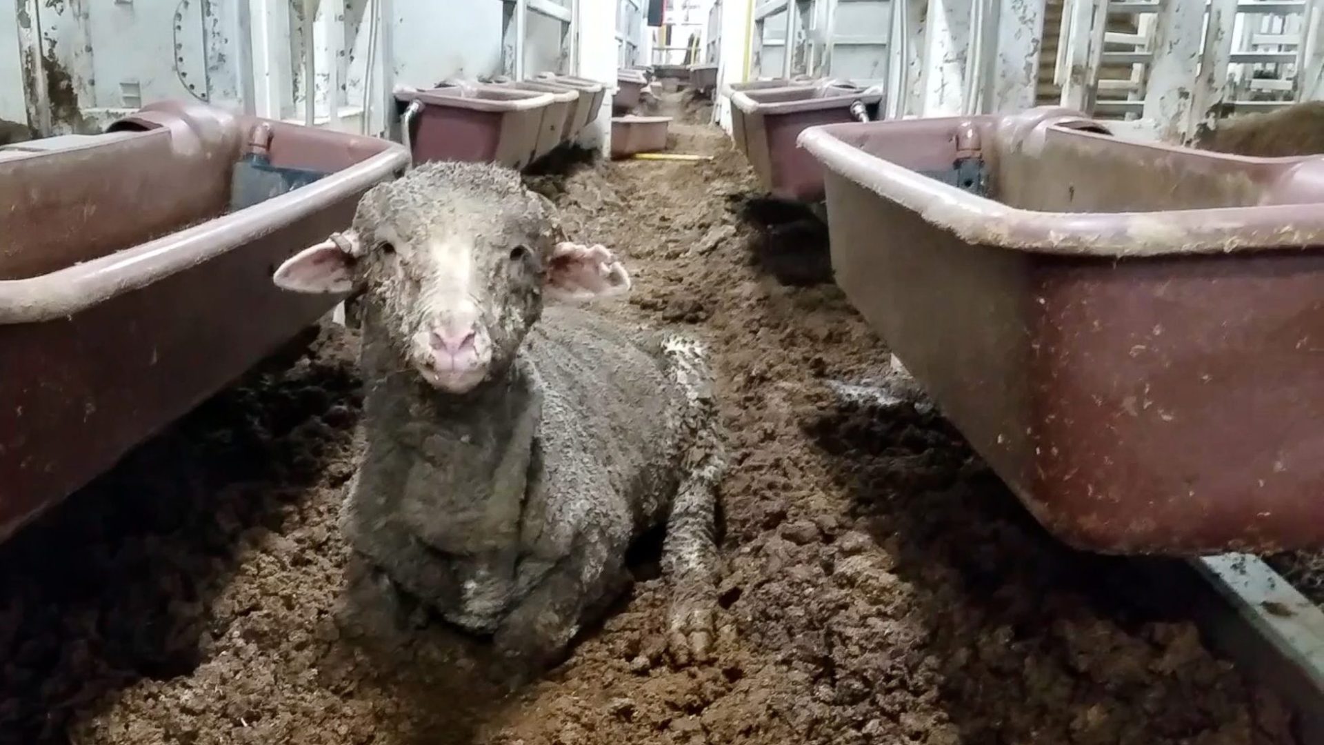 A sheep covered in mud and melted faeces lying on the filthy floor of a live export ship.