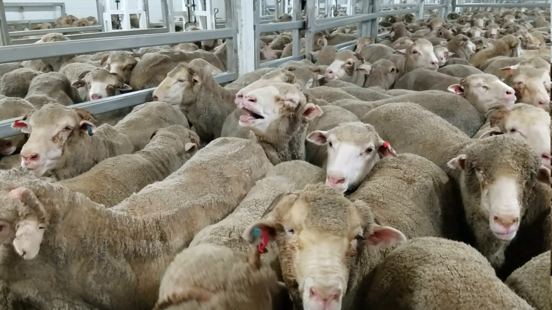 Sheep crowded in pen and struggling to breath on live export ship. The pen is so crowded there is no space between the sheep. There are hundreds of sheep in the image.