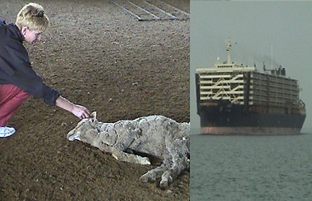 The picture is in two parts. On the left, Lyn White reaching out to touch a dying sheep lying on the dirt floor of a pen. On the right, a live export ship is traveling into port.