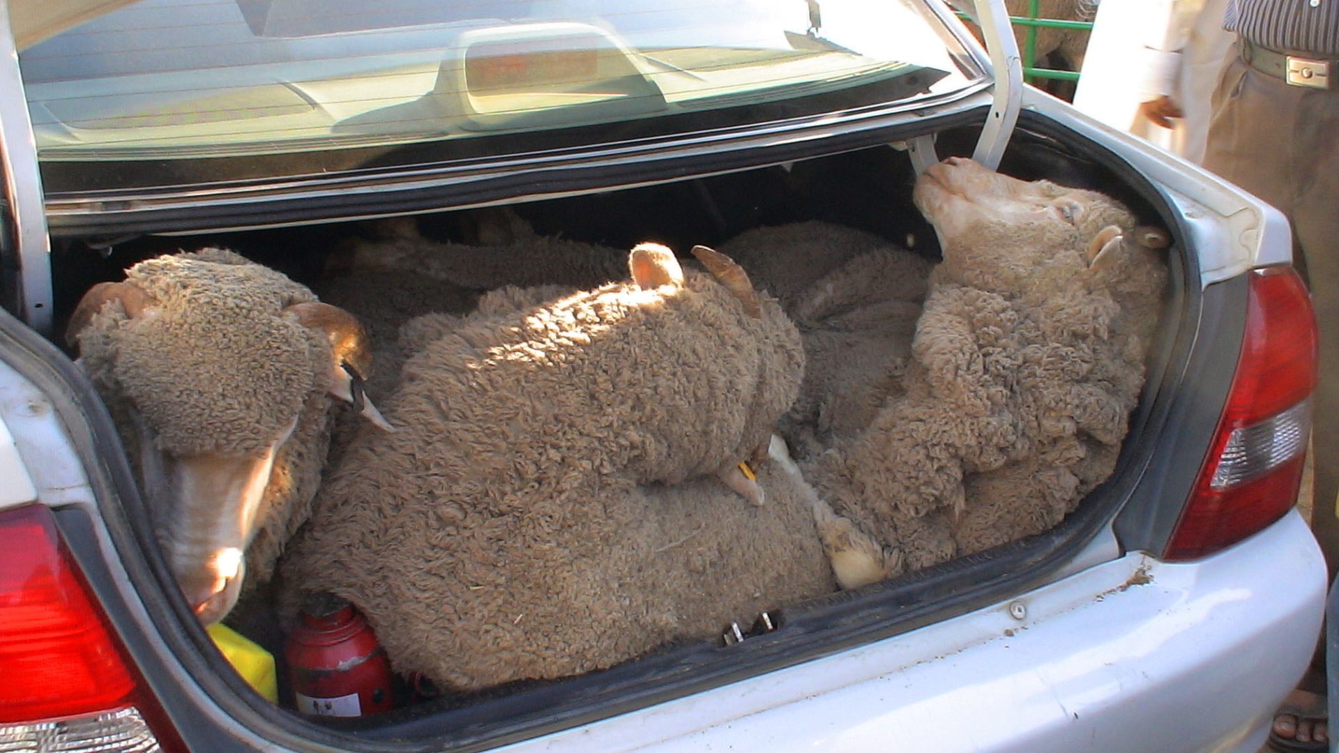 Three merino sheep lie cramped inside a car boot, their necks twisted to make them fit.